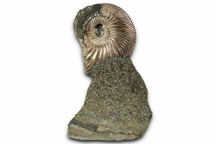 Iridescent, Pyritized Ammonite (Quenstedticeras) Fossil Display #353754
